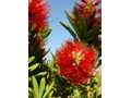 Bottlebrush 2